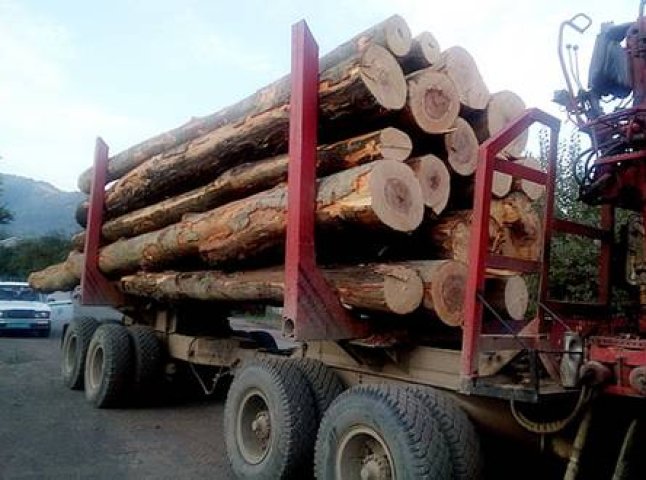 На Тячівщині правоохоронці виявили два випадки незаконної вирубки лісу