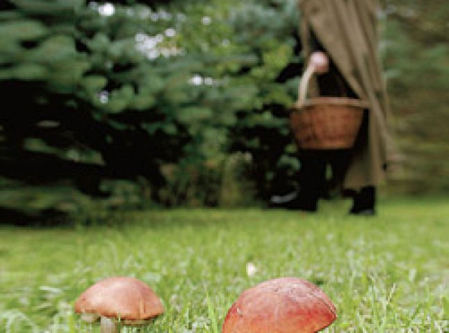У лісі на Великоберезнянщині чоловік, збиравши гриби, знайшов труп людини