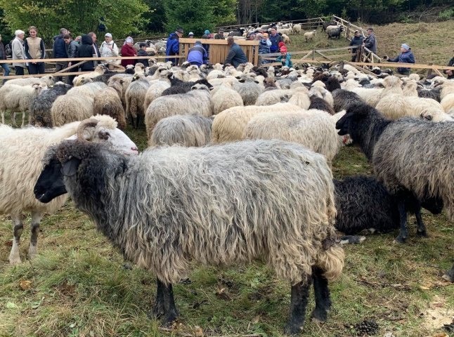 "Випускний" для вівчарів: у гірському селі провели колоритний захід