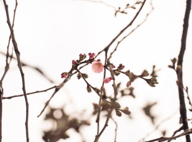 У Мукачеві почала квітнути «шалена» сакура: коли приблизно буде масове цвітіння