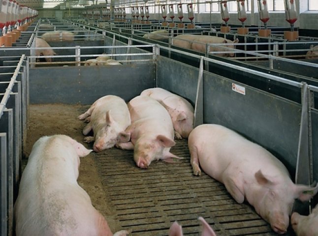 На Мукачівщині невідомі увірвались у свинокомплекс, побили охоронця і викрали свиней