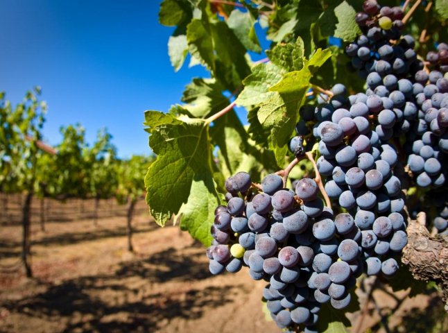 Прокуратура вимагає знести захоплену виноградівцем частину земельної ділянки