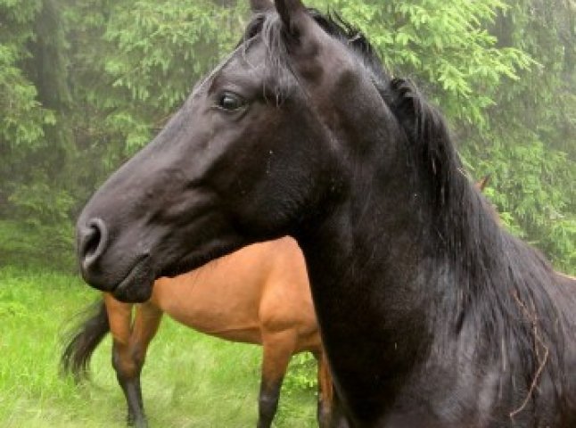 На Свалявщині пройде свято гуцульського коня
