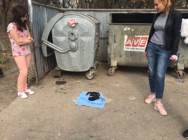 У Мукачеві на смітник викинули новонароджених цуценят