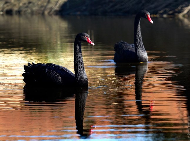 На фермі біля Мукачева живуть чорні лебеді неймовірної краси (ФОТО)