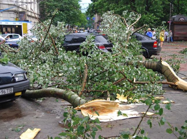 У Сваляві під час бурі дерево впало на “Запорожець”