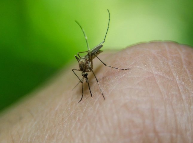 На Закарпатті виявили випадки малярії 