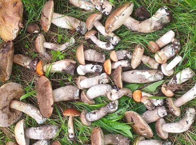 На Ужгородщині чоловік назбирав повний кошик грибів