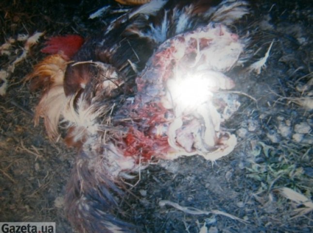 У Берегові чупакабра нападає на свійських тварин (ФОТО)