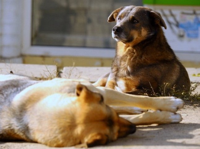 В Ужгороді потруїли собак. Тварини померли в муках, – активіст