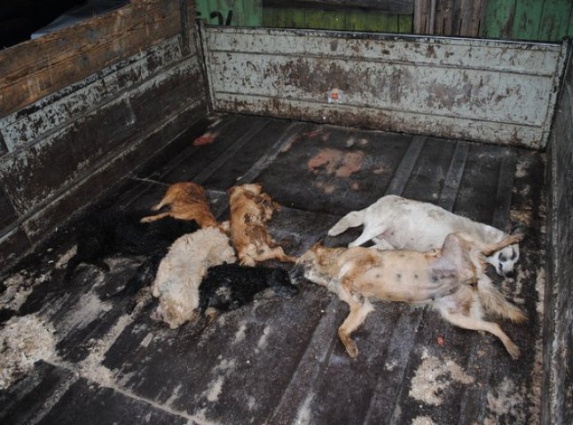 У Мукачеві сім бездомних собак не дожили до Нового року (ФОТО, 18+)