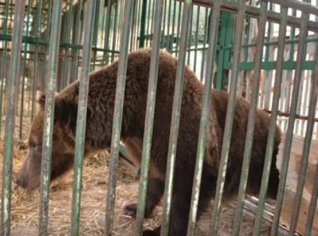 У міжгірському реабілітаційному центрі бурих ведмедів чергове поповнення