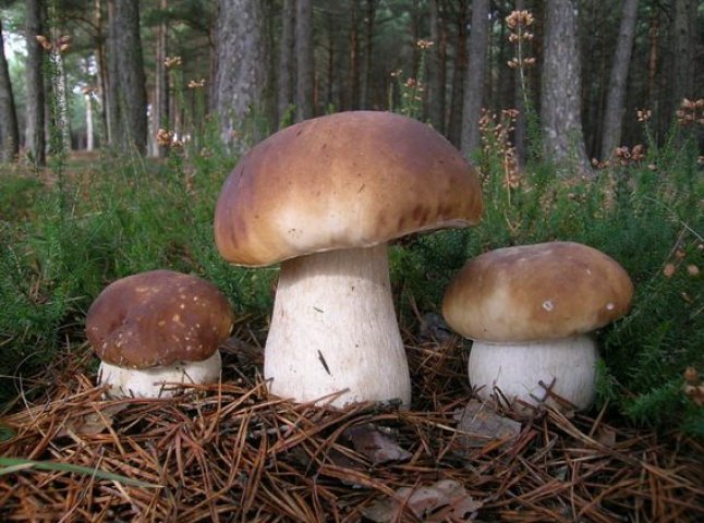 Мукачівець збирає гриби... у Фінляндії