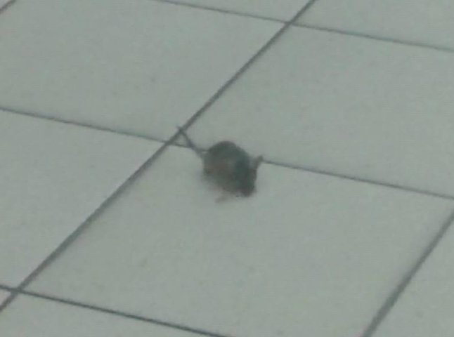 В одному із супермаркетів Ужгорода виявили мишу