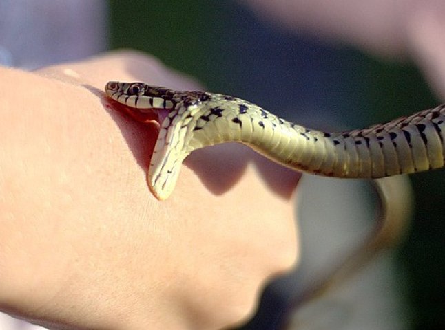 На Закарпатті отруйні змії покусали десятки людей (ВІДЕО)