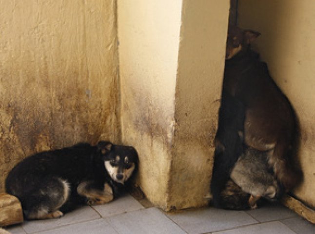 У Мукачеві відкрили один з перших в Україні притулок для собак