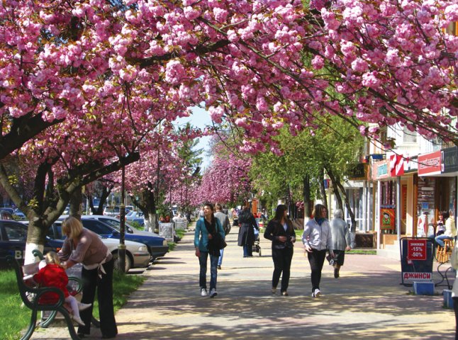 Через ранню весну цвітіння сакур у Закарпатті очікують раніше, ніж зазвичай