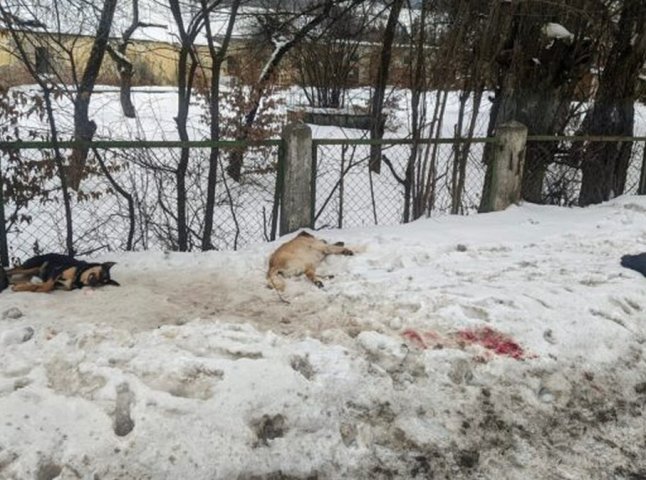 У соцмережі опублікували жахливе фото, на якому поруч лежать три мертві собаки. У поліції розпочали перевірки