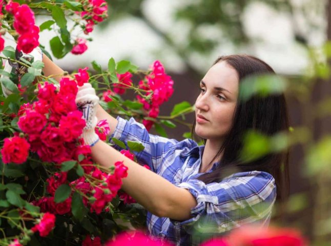 Як обрізати троянди в липні, щоб вони цвіли до перших морозів