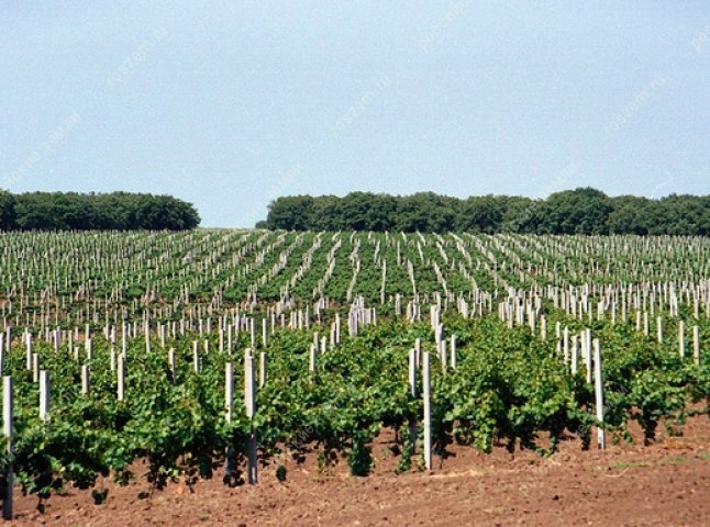 Заморозки пошкодили виноградники “Леанки”