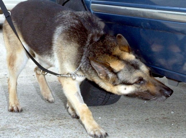 Службовий собака допоміг виявити правопорушника, що намагався незаконно виїхати з території України до Угорщини