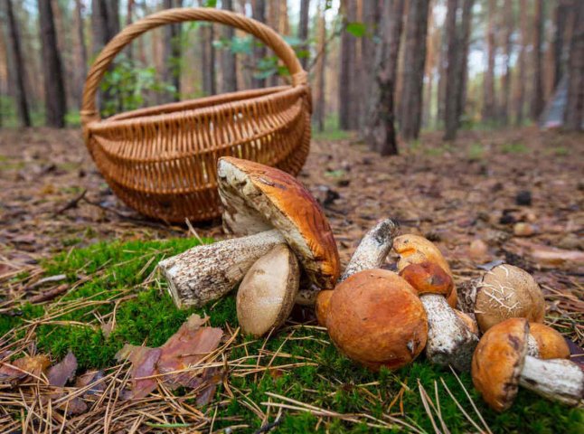 Чоловіка, який заблукав у лісі, досі не знайшли