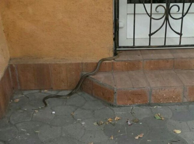 У центрі Ужгорода велика змія налякала перехожих