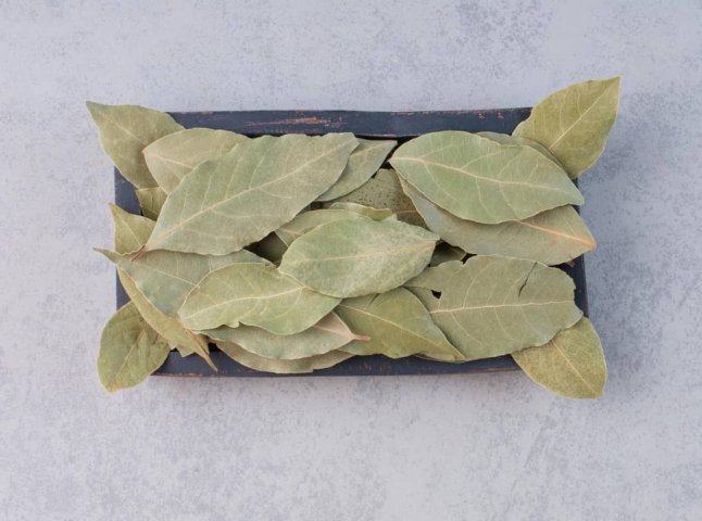 Навіщо лавровий листок кладуть під подушку: у чому він допомагає Навіщо лавровий листок кладуть під подушку: у чому він допомагає