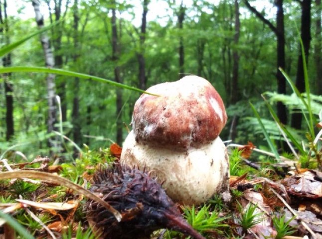 На Закарпатті з’явились перші у цьому році білі гриби