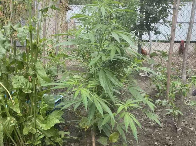 Закарпатець вирощував вдома марихуану