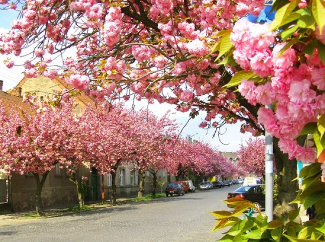 Шахраї наживаються на туристах, які приїжджають подивитись на цвітіння сакур в Ужгороді