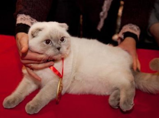 В Ужгороді провели котячий конкурс краси "Міс Кіс" (ВІДЕО)