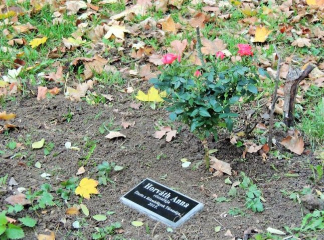 У парку "Будапешт", що у Берегові, висадили троянди та встановили таблички відомим містянам