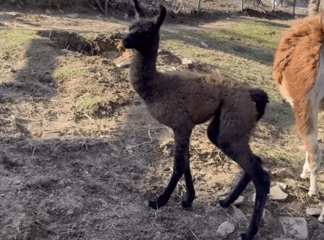 Знайомтеся: у біопарку «Синевир» народилася закарпатська лама