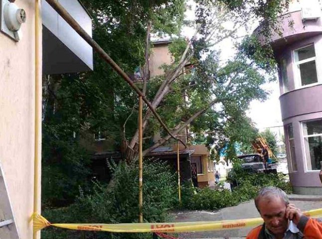 На газову трубу в Ужгороді впало дерево