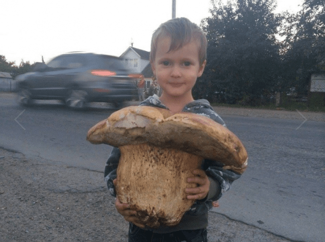У мережу виклали фото рекордно великого білого гриба