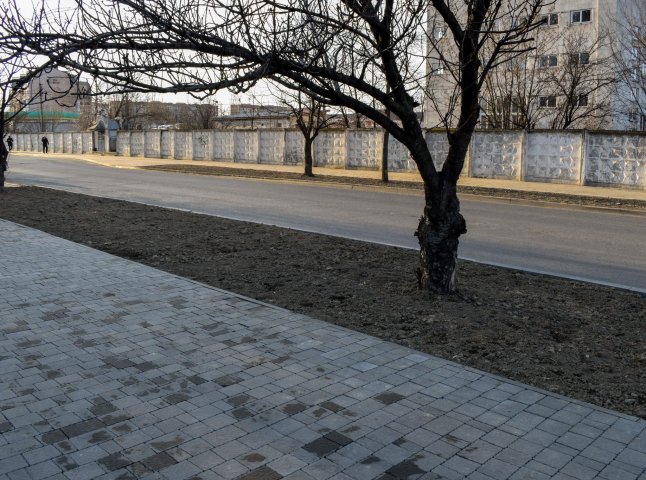 На узбіччі вулиці Заньковецької в Ужгороді висадять алею сакур