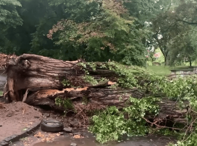 В Ужгороді під час негоди впало велике дерево