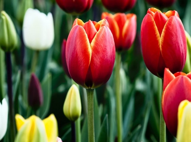 8 березня у Мукачеві: "Зелений ринок" заповнений тюльпанами