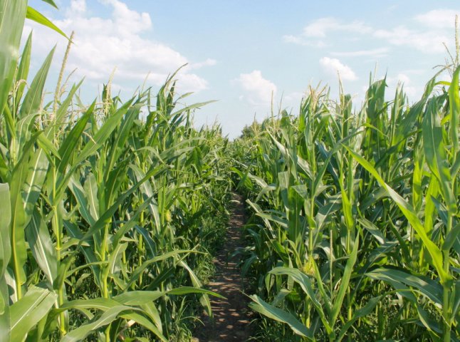 Прикордонники виявили у кукурудзяному полі нелегалів, які ховалися від безпосередньо організаторів переправлення
