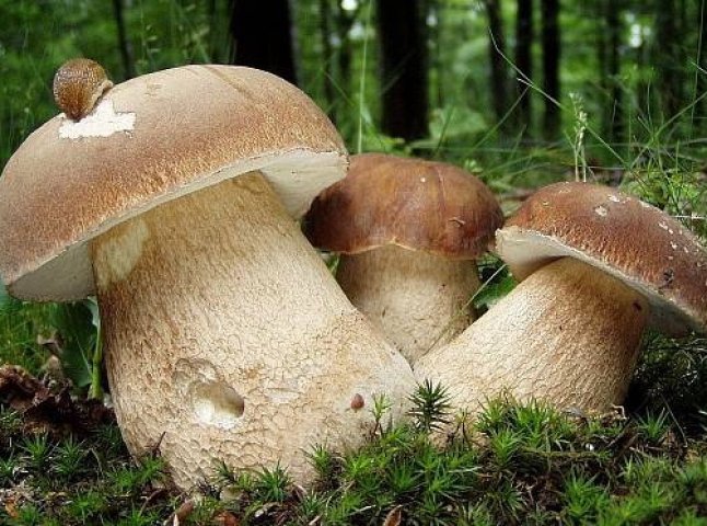 Закарпатські ліси рясніють грибами