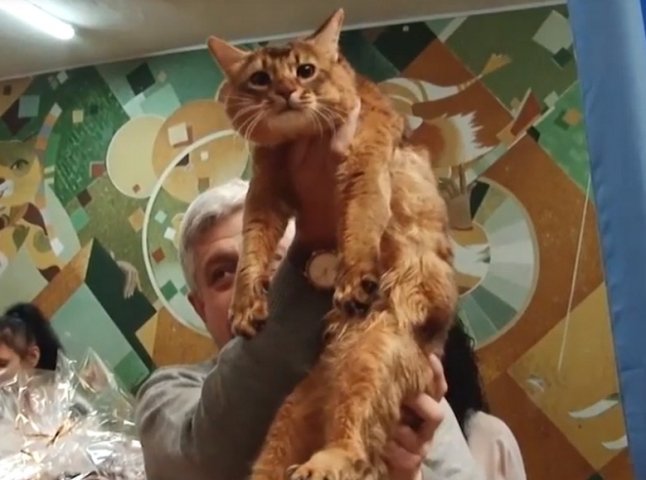 Котячий конкурс краси: в Ужгороді обирали найгарнішого пухнастика