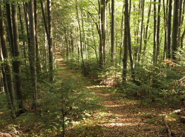 Прокуратура розпочала кримінальне провадження за фактом незаконної вирубки лісу на Мукачівщині та Берегівщині