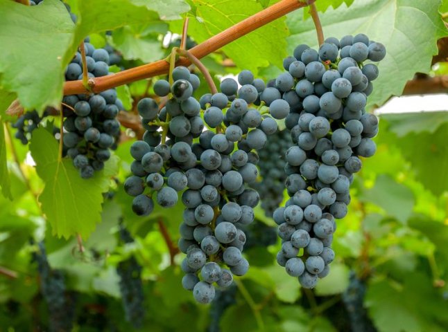 На ринках вже продають перший закарпатський виноград