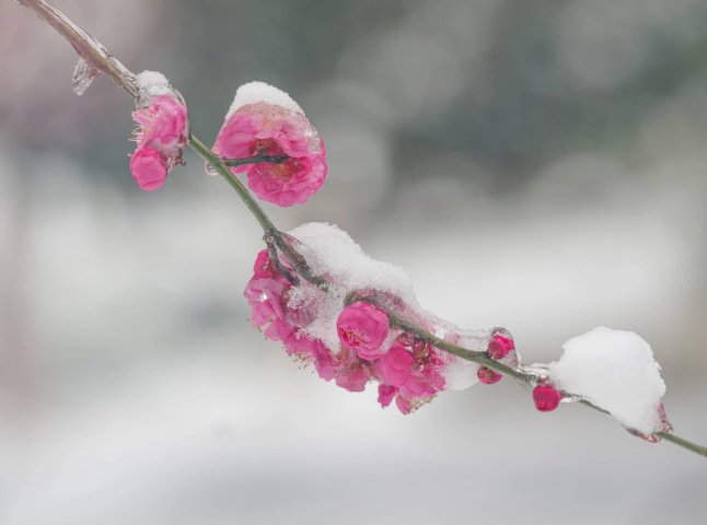 Найхолодніше буде 10-11 квітня: закарпатців попередили про заморозки