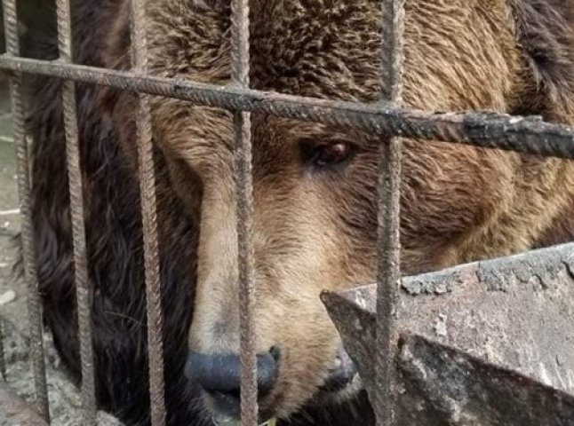 18-річного ведмедя привезли до Центру реабілітації на Закарпаття