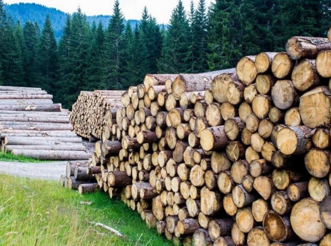 СБУ викрила схему злочинного експорту деревини із Закарпаття