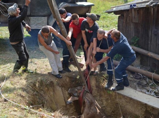 На Воловеччині корова впала у семиметровий колодязь