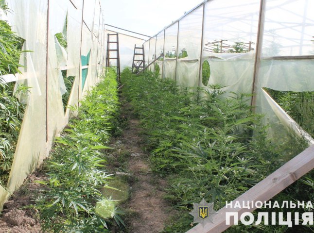 Поліція вилучила понад 3 тисячі нарковмісних рослин та 134 кілограми марихуани