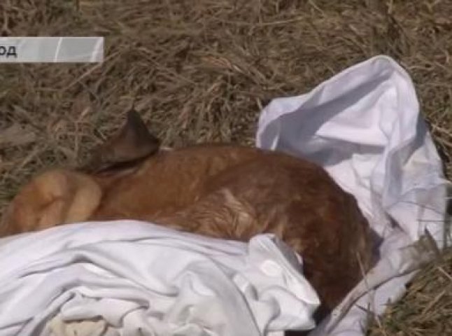 В Ужгороді нікому забирати мертвих тварин з вулиць